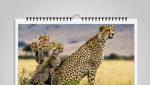 Tiere